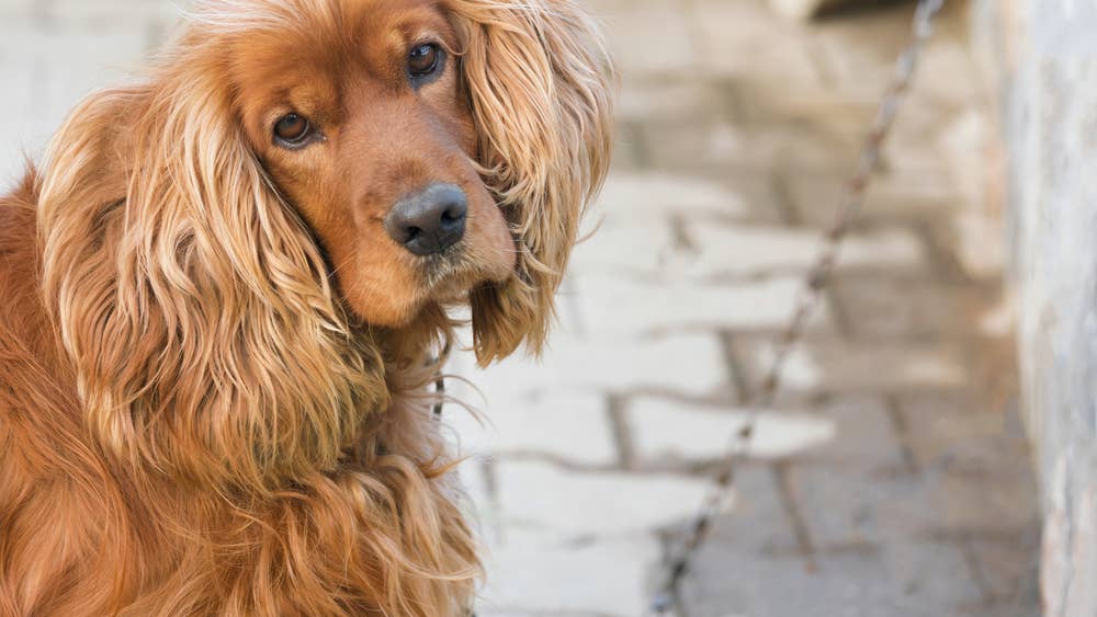 Cocker spaniel's sad face upon realizing she's sharing room with new ...
