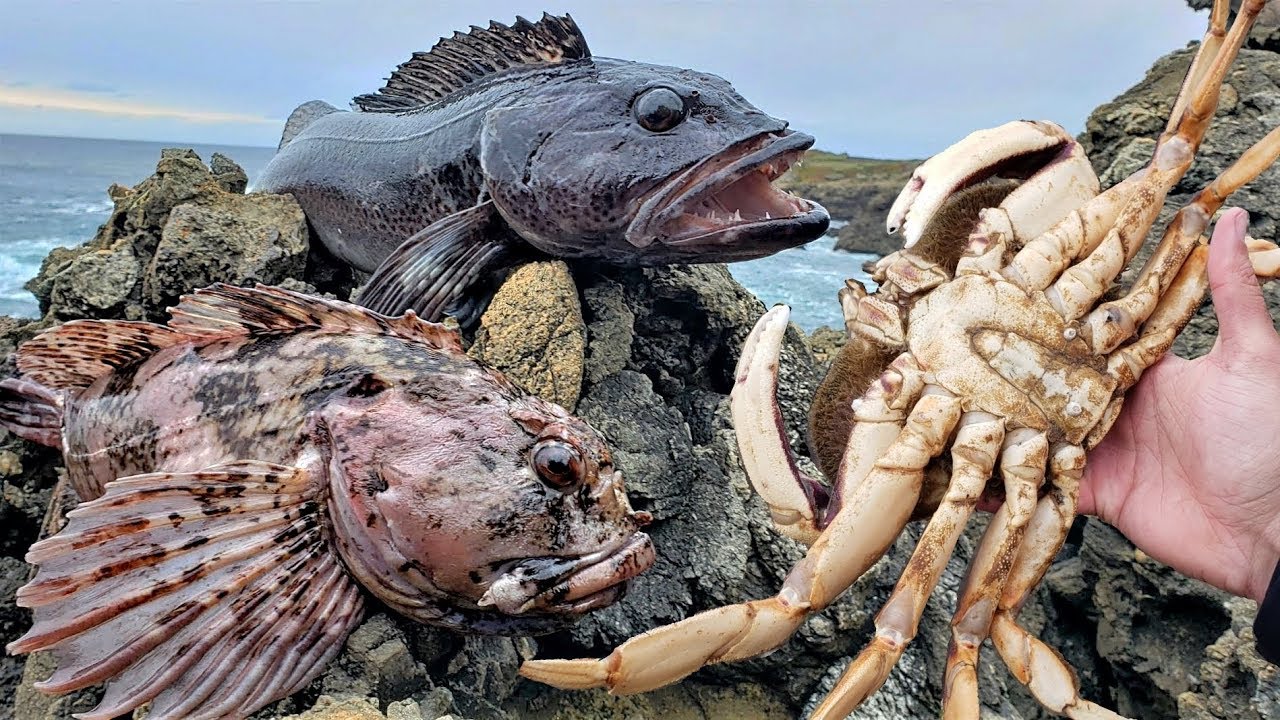 Eating massive crab and wormy, parasitic fish! Catch and cook!