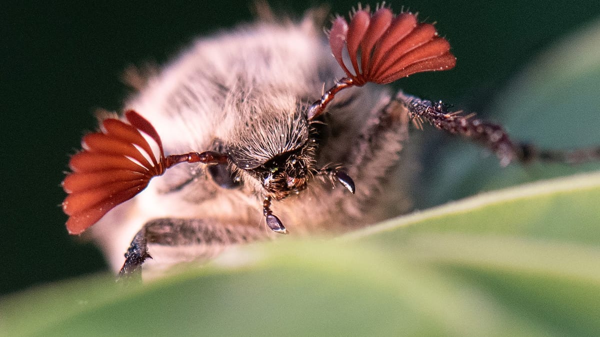 Apokalyptische Situation: Jetzt kommen die Maikäfer zu Millionen