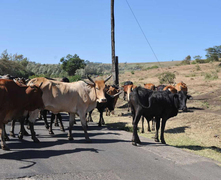 Meru: 117 hospitalised after eating contaminated cow meat