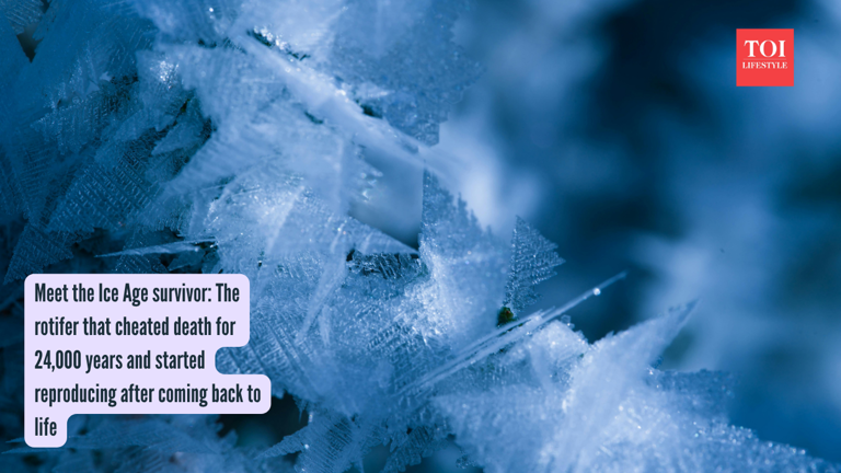 Meet the Ice Age survivor: The rotifer that cheated death for 24,000 ...