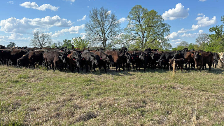 Arkansas drought strains hay supply, pressures cattle producers