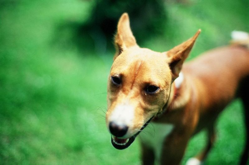 These 15 dog breeds want nothing to do with water