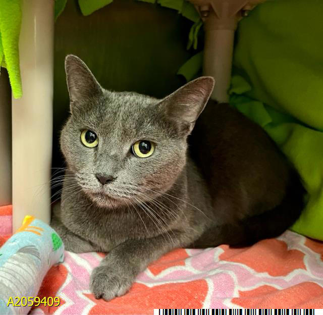 Peggy Adams Animal Rescue League hosting free spay event for 500 cats