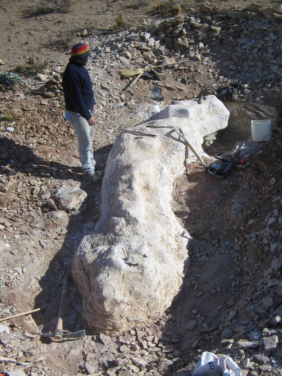 Patagonia yields 155-million-year-old long-necked dinosaur with links ...