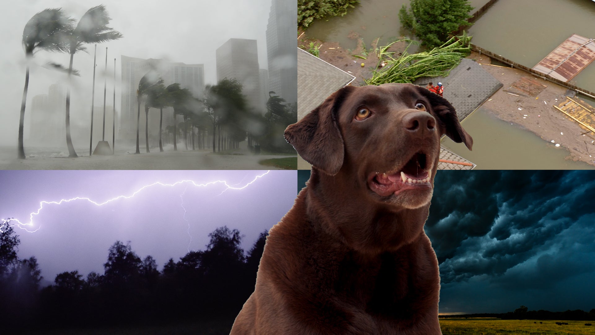 Storm-ready pets: Your severe weather prep guide