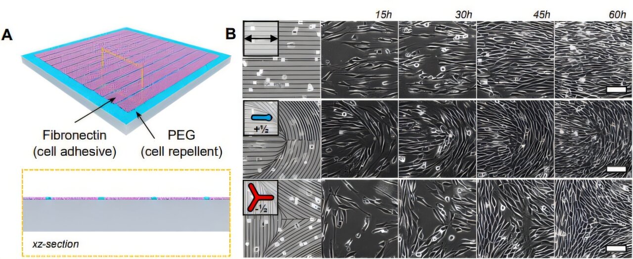Scientists unlock shape-shifting living tissue, programming cells to ...