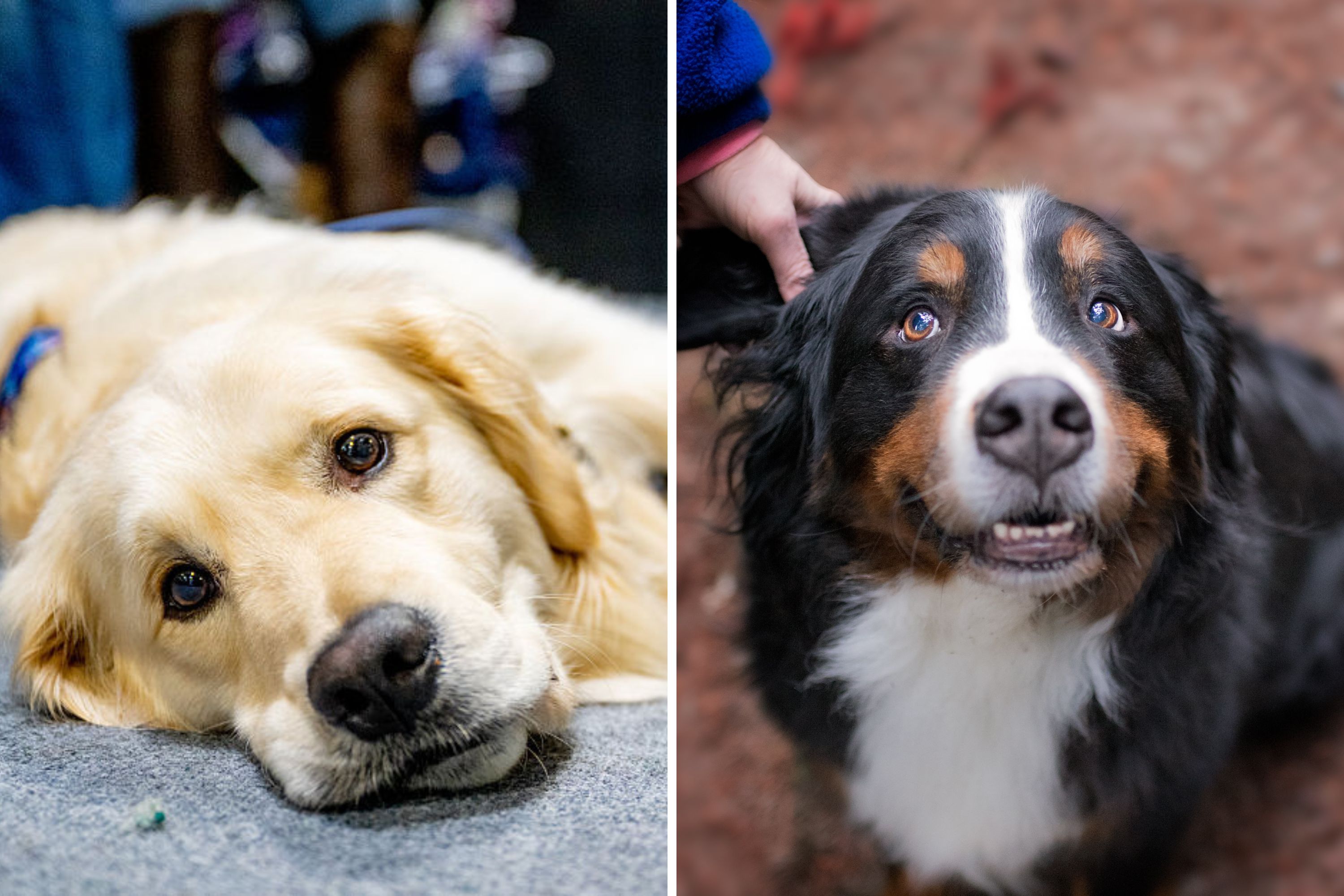 Shock at size of golden retriever and Bernese mountain dog mix — those paws