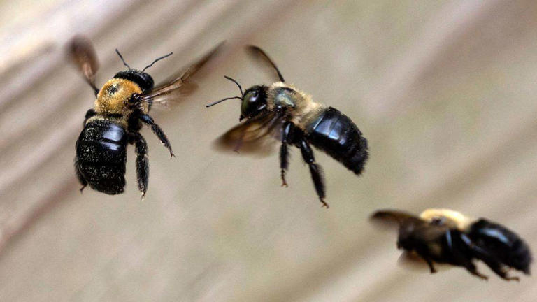 Do carpenter bees sting? Can they destroy your home? Fact-checking 7 NC ...