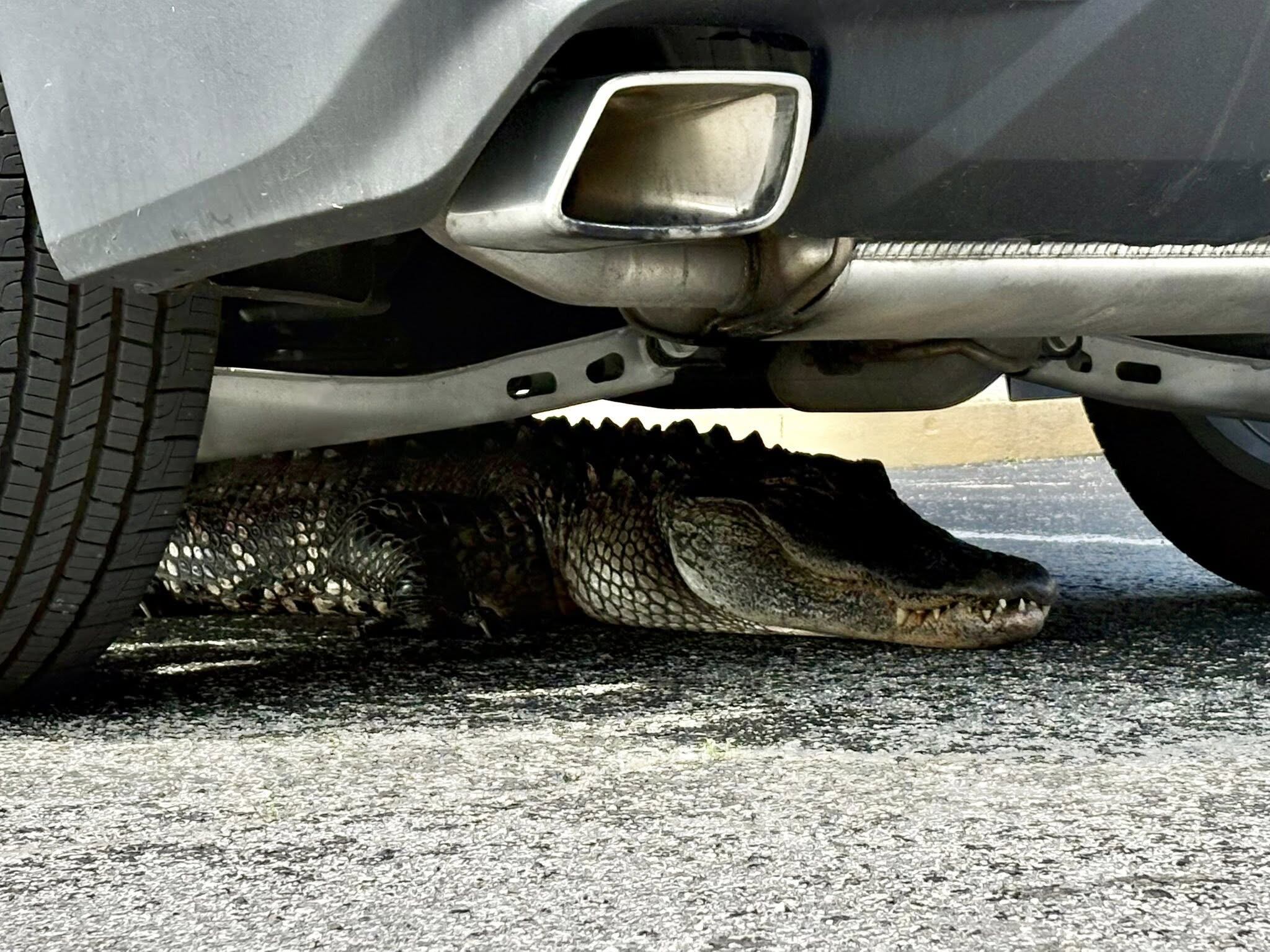 Officers free alligator stuck beneath car at Southport bank