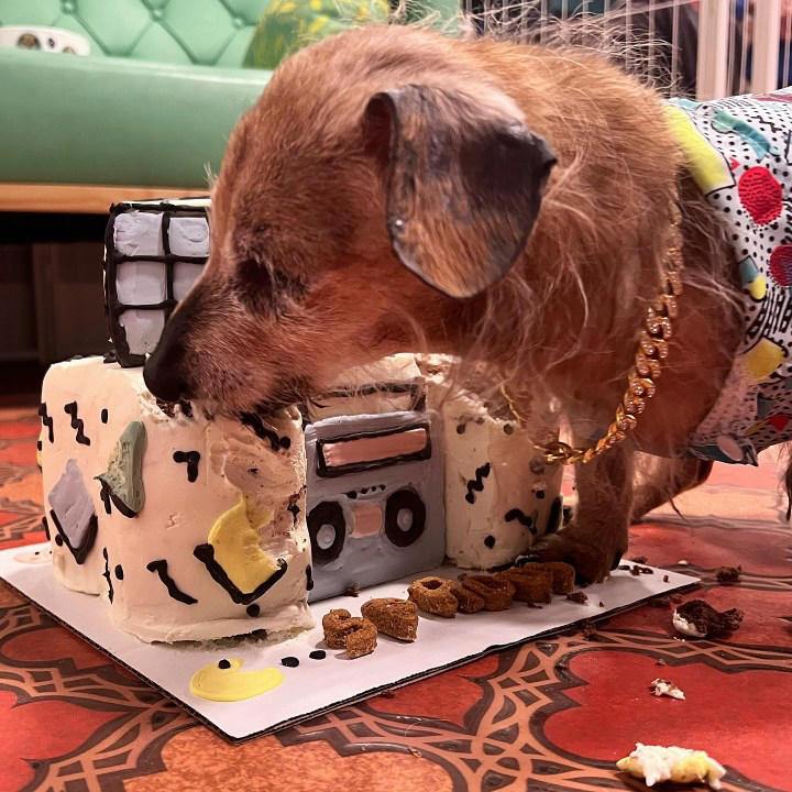 Vintage Pet Rescue celebrates beloved senior dog’s 21st birthday