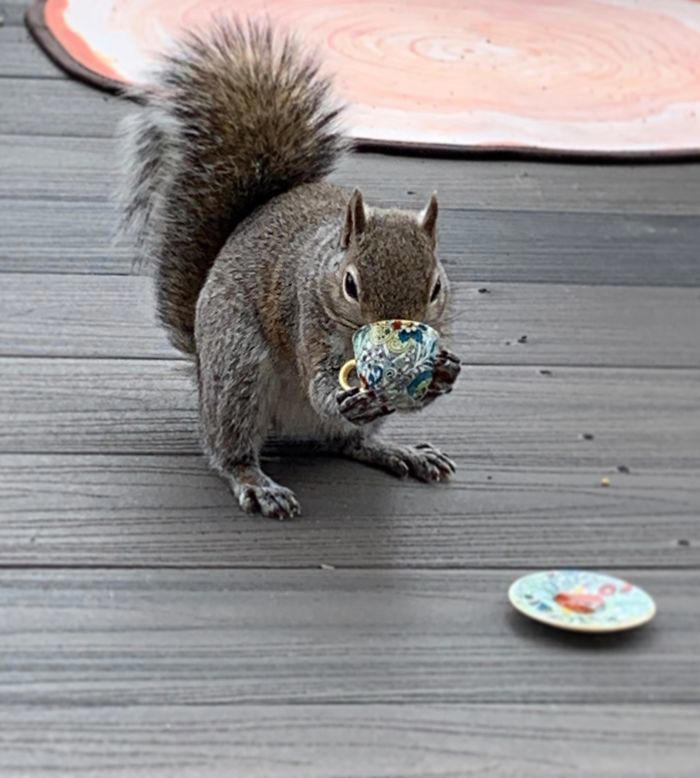 48 posts to remind us how awesome squirrels are