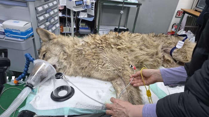 Wolf captured after escaping from amusement park