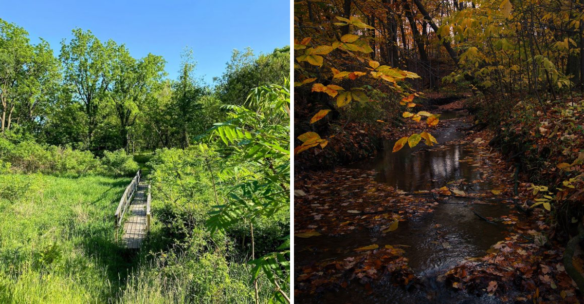 This Indiana forest preserve trail winds through wetlands and feels ...