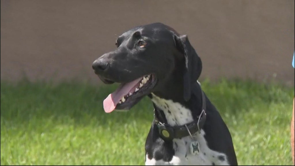 Dog helps Orange County family save their home during early morning fire