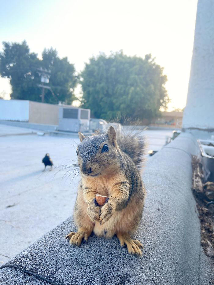 48 posts to remind us how awesome squirrels are