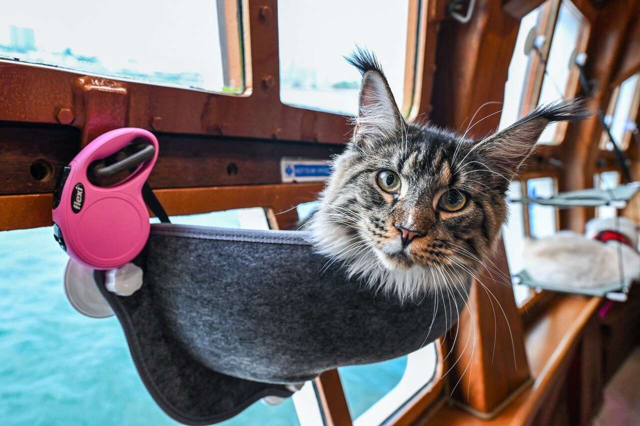 Galveston cruise ship rescues stranded sailor in the Gulf and his cat