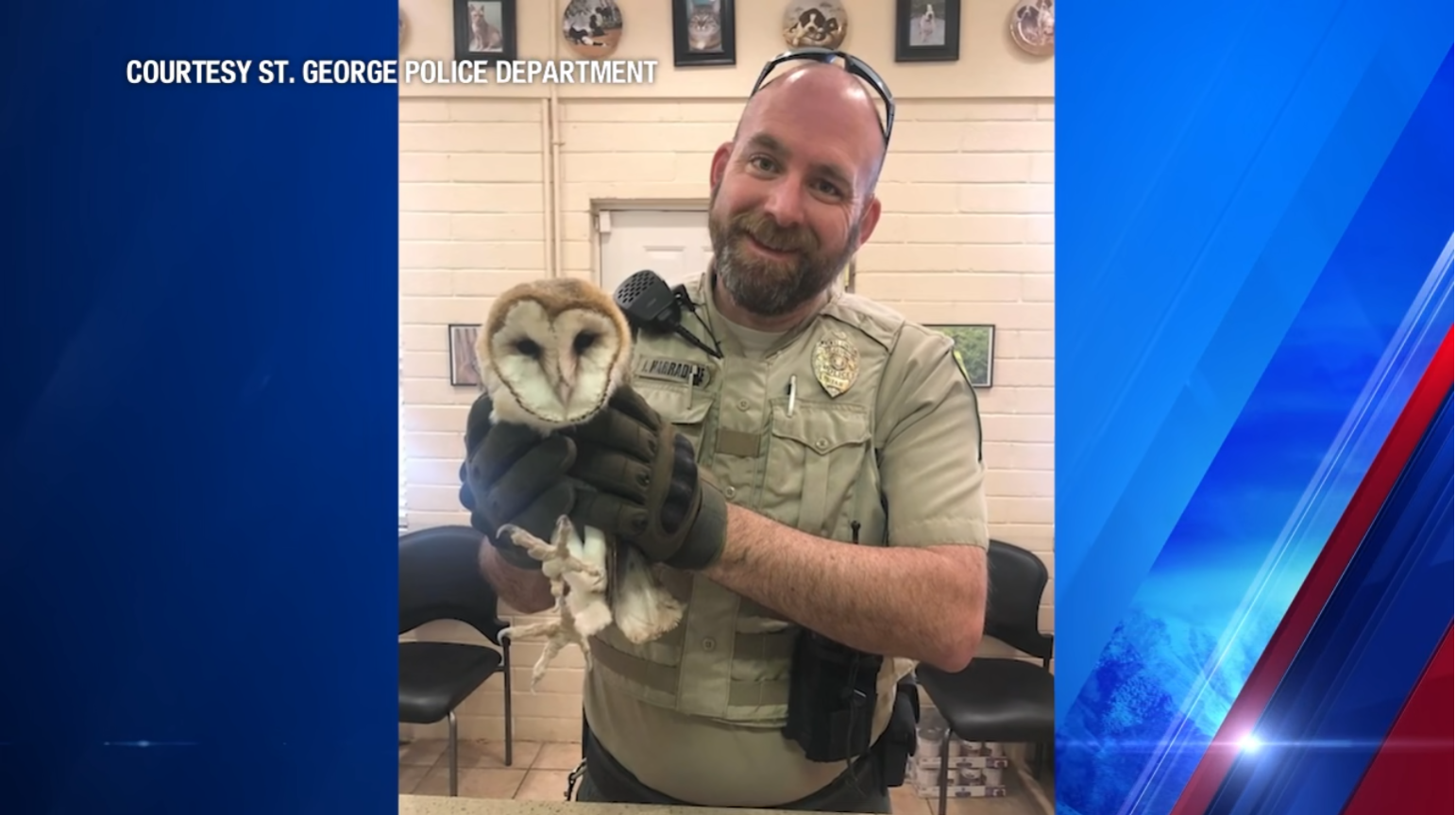 Snakes, snapping turtles, and tortoises, oh my!: St. George Police ...