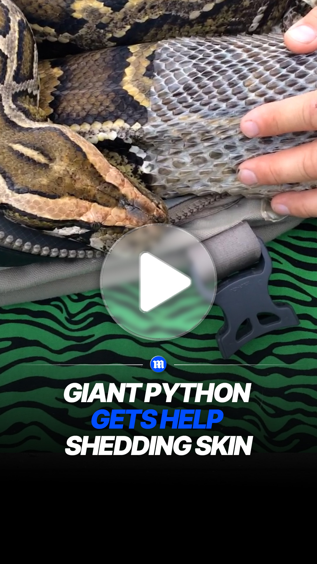 Veterinarian helps giant python shed its skin