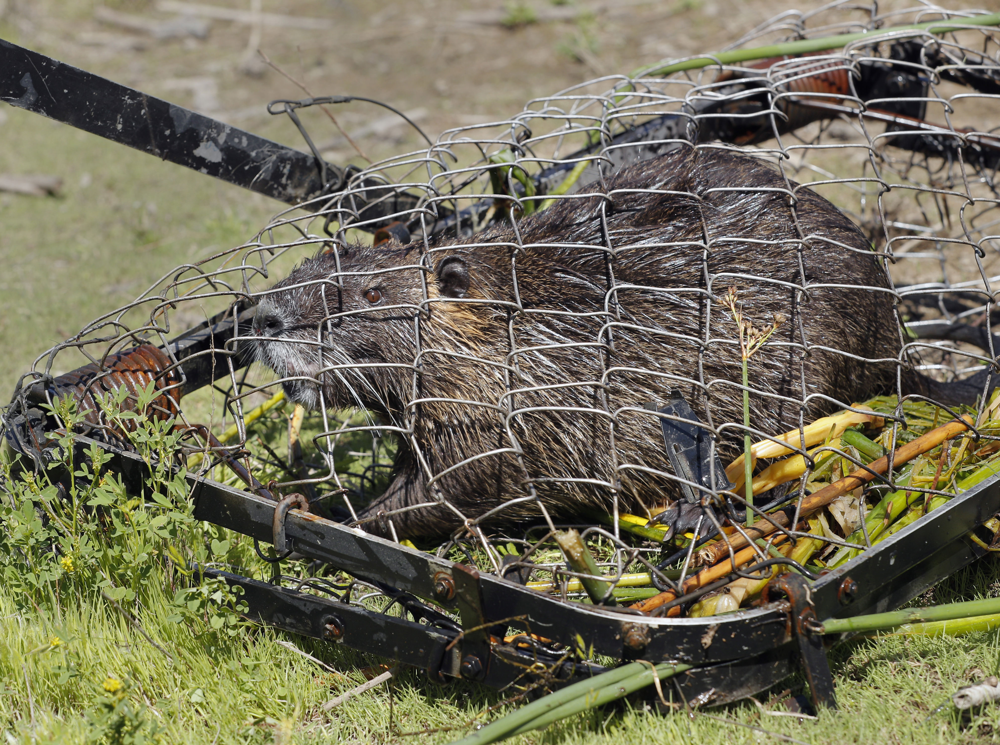 Large invasive rodents are wreaking havoc in California. New research ...
