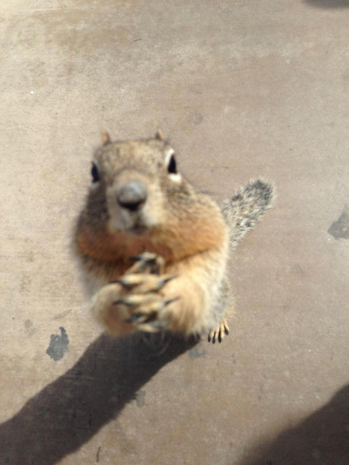 48 posts to remind us how awesome squirrels are