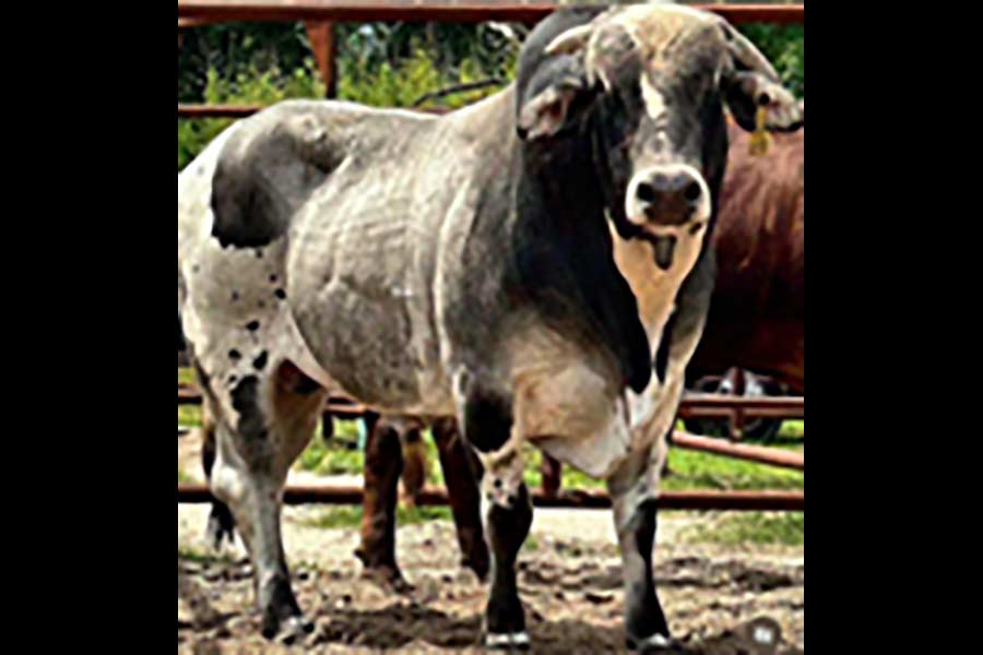 Local family wants help finding runaway ox