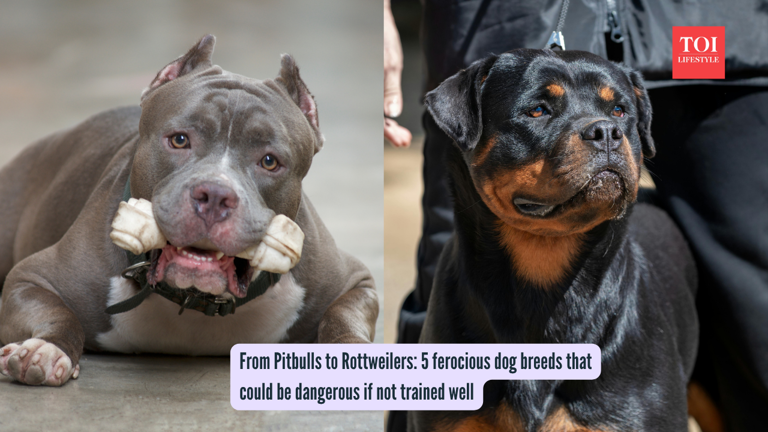 From pitbulls to rottweilers: 5 ferocious dog breeds that could be ...