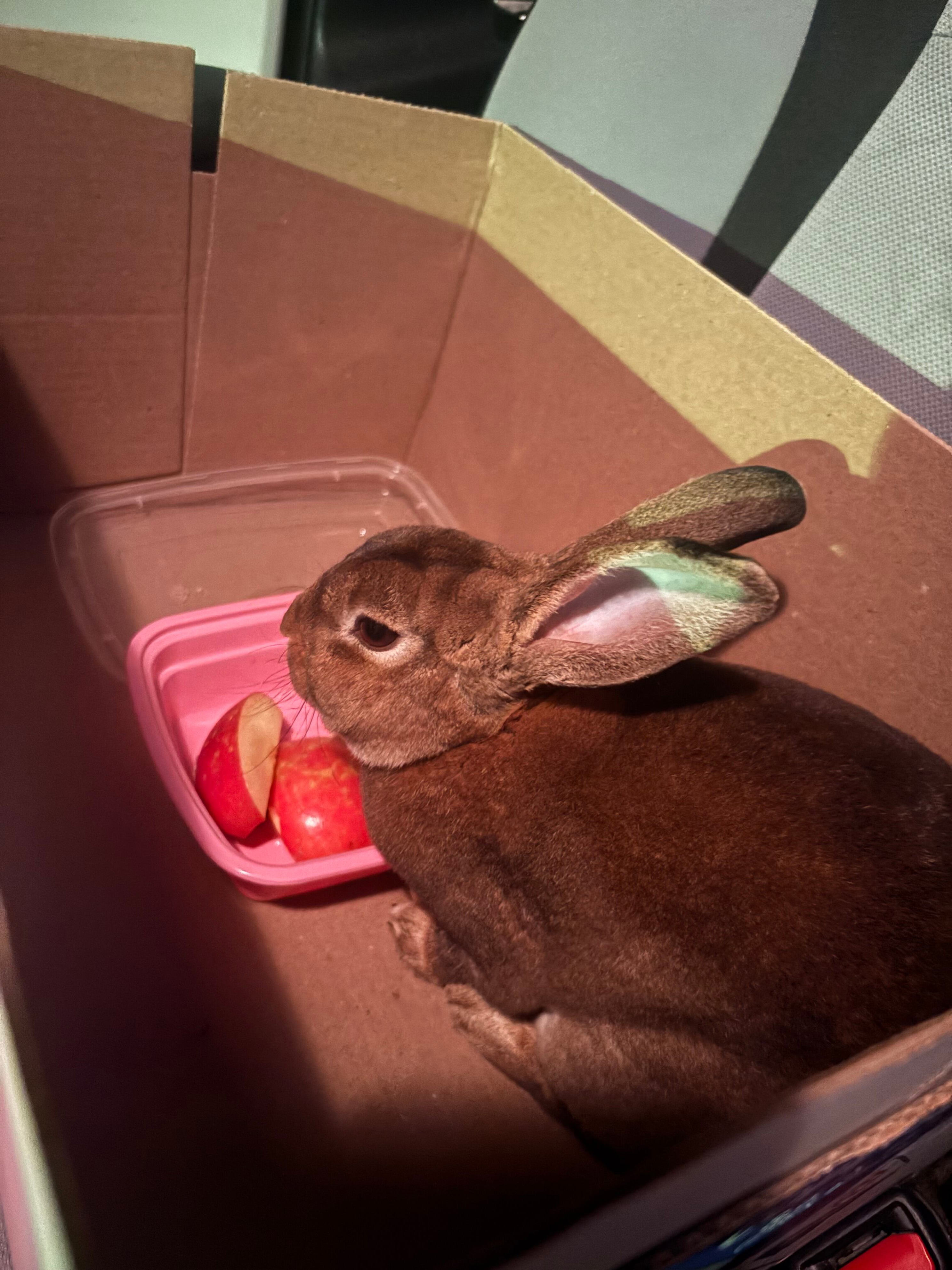 Abandoned rabbit rescued outside FOX10 studio finds new home