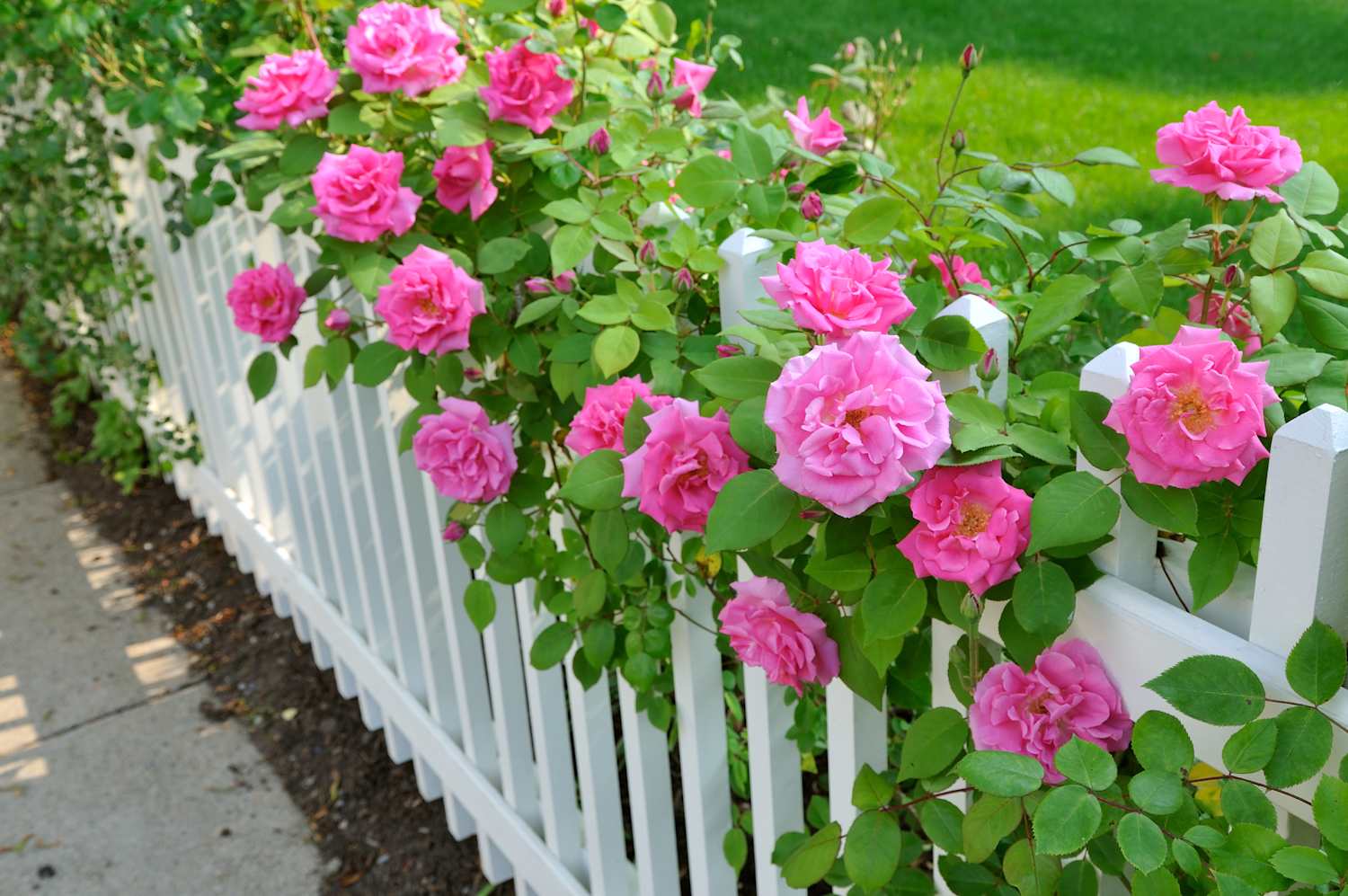 My grandpa told me to grab this at the grocery store for thriving roses