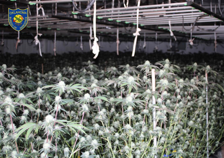 OBN agents seize thousands of marijuana plants in Meeker bust