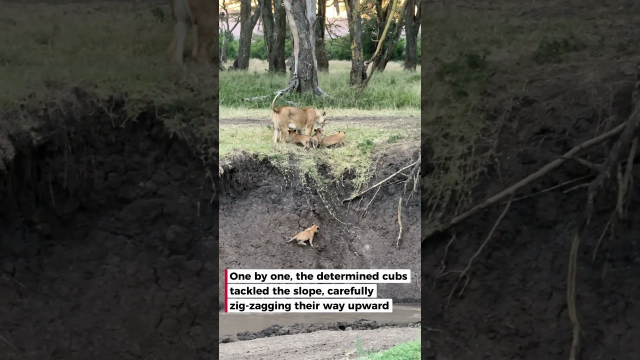 I was amazed to see these lion cubs climbing!