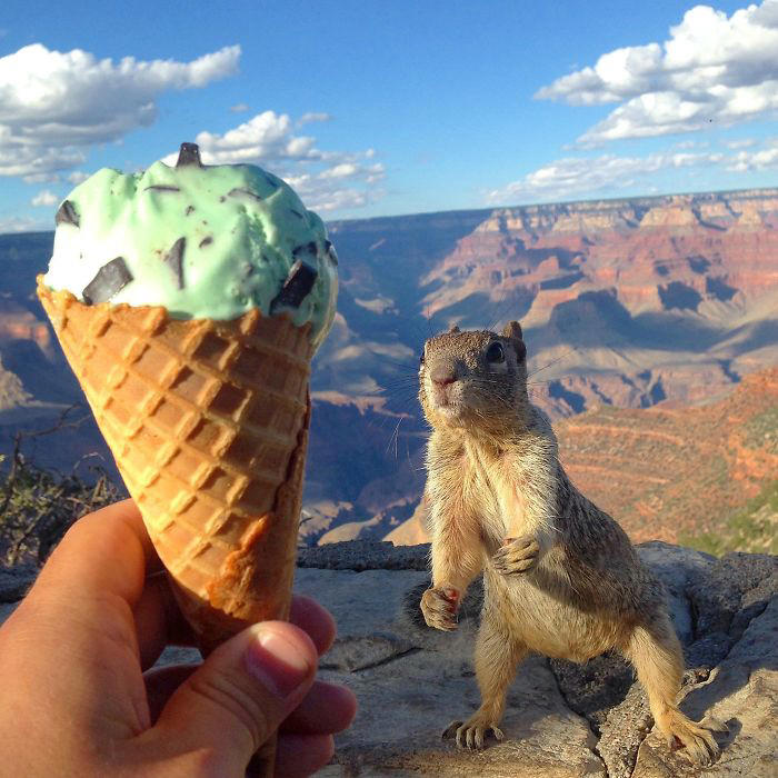 48 posts to remind us how awesome squirrels are