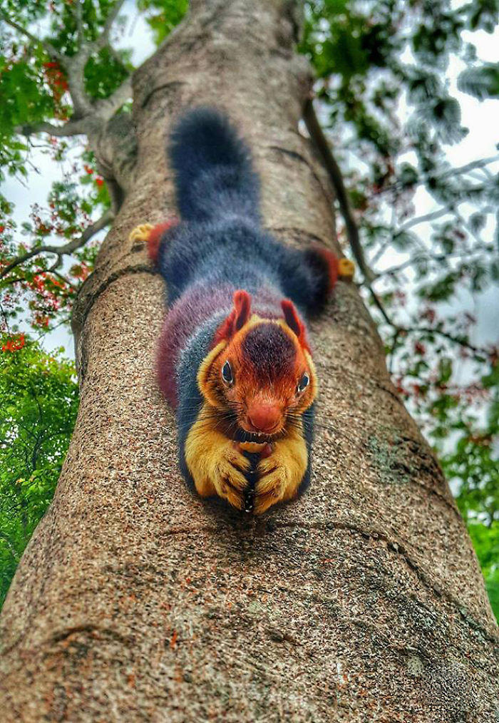 48 posts to remind us how awesome squirrels are
