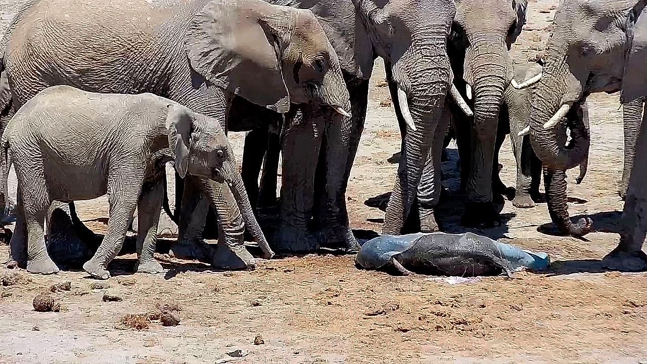Elephant herd protects newborn calf during first steps