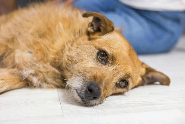 Signs your pet needs immediate medical attention