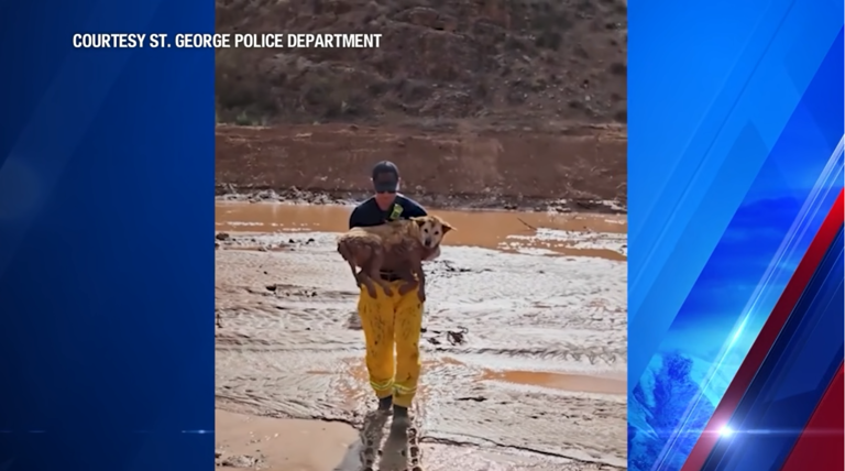 Snakes, snapping turtles, and tortoises, oh my!: St. George Police ...