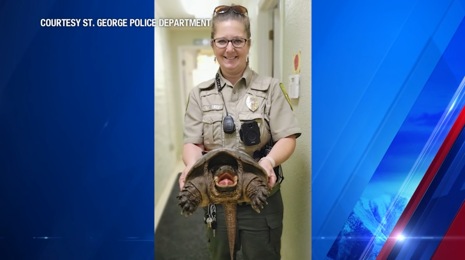 Snakes, snapping turtles, and tortoises, oh my!: St. George Police ...