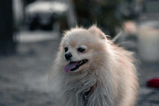 Signs your pet needs immediate medical attention