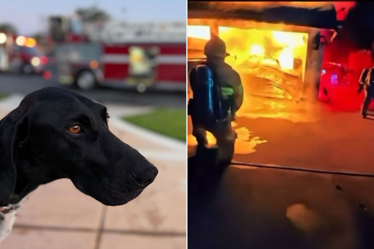 California dog saves family by barking to alert them to garage fire