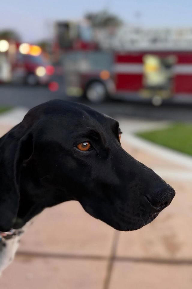 California dog saves family by barking to alert them to garage fire