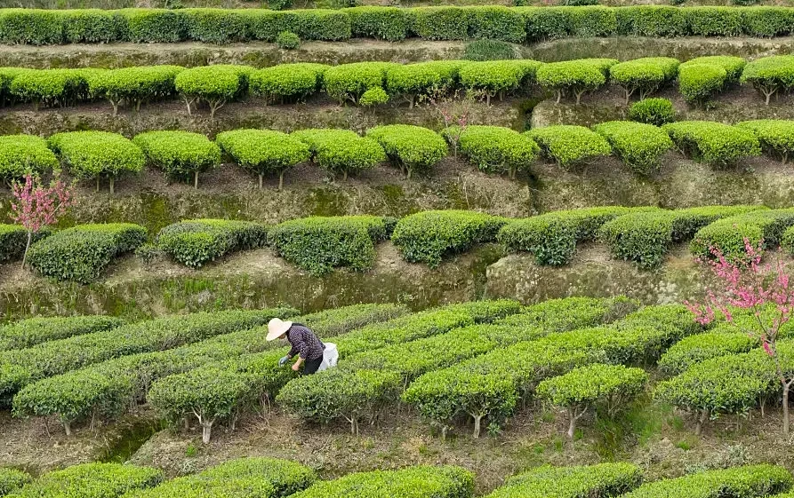 Why white tea deserves a spot in your kitchen