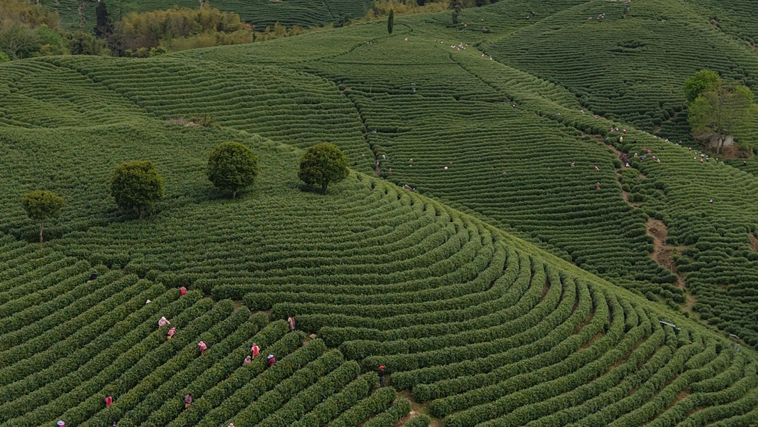 Why white tea deserves a spot in your kitchen