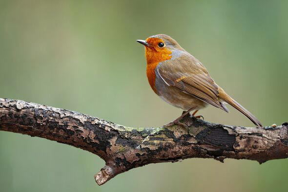 Attract robins to your garden with three simple changes they will love