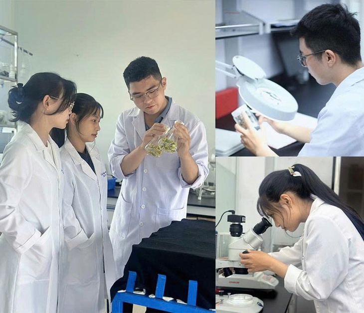 Sinh viên Duy Tân đạt giải về Sâm Ngọc Linh và Rau má