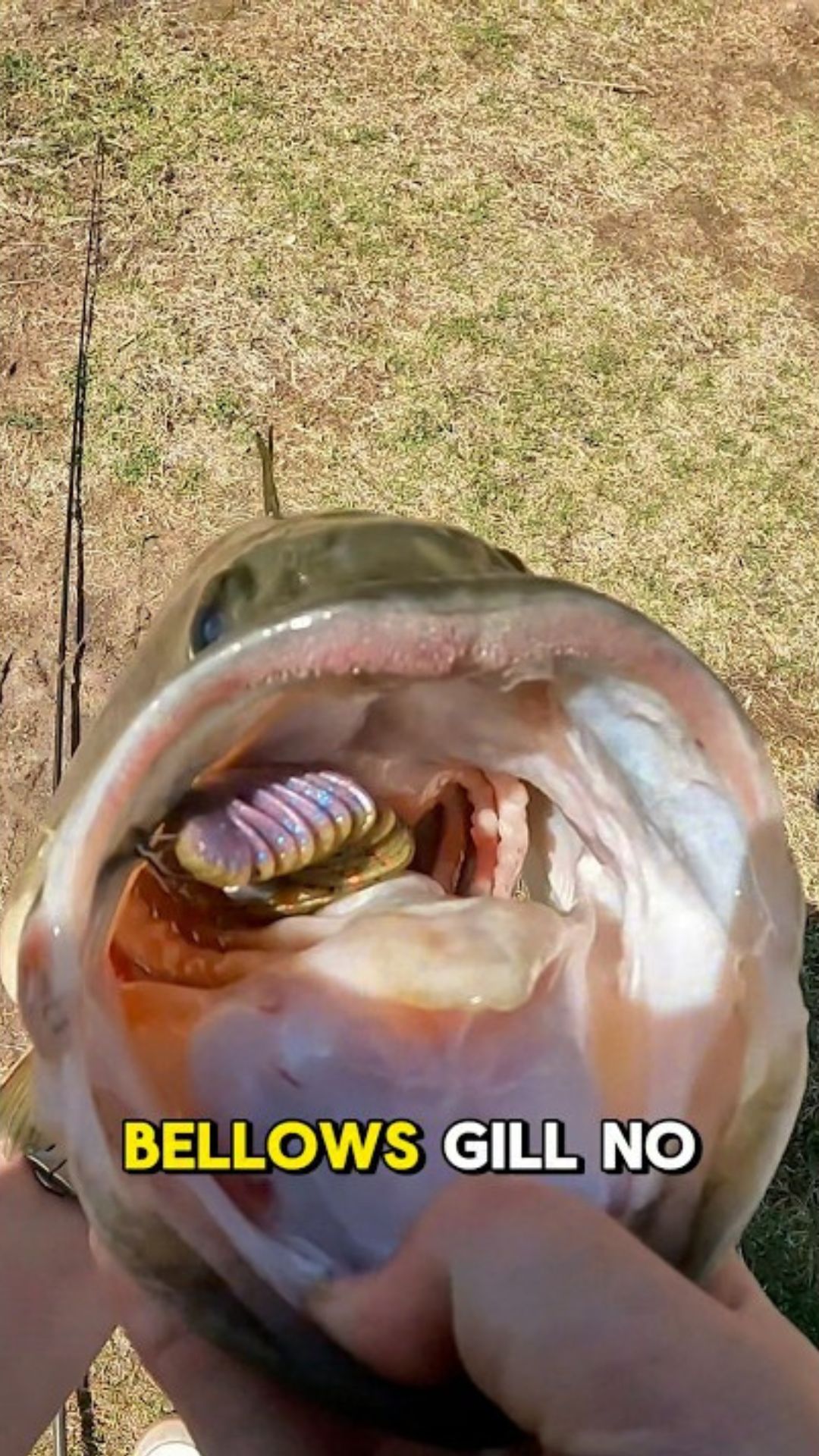 Pond giant on the bellows gill 3.8 bug bomb color