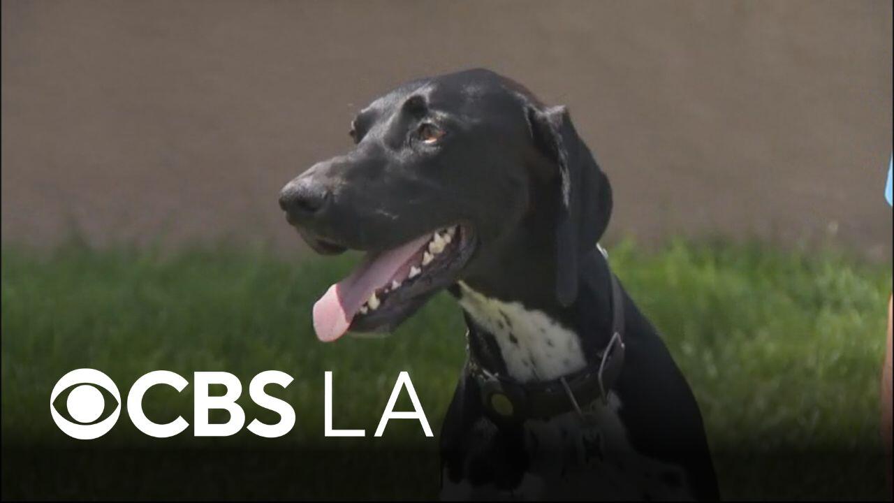 Orange County dog helps family save their home during early morning fire