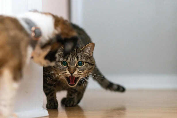 Signs your pet needs immediate medical attention