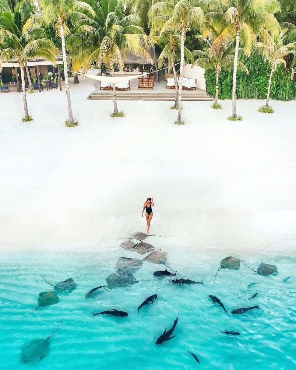 Ánh Viên bơi cùng cá mập ở biển Maldives