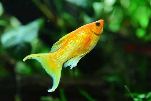 Maintaining aquarium health in summer: Choosing the right fish