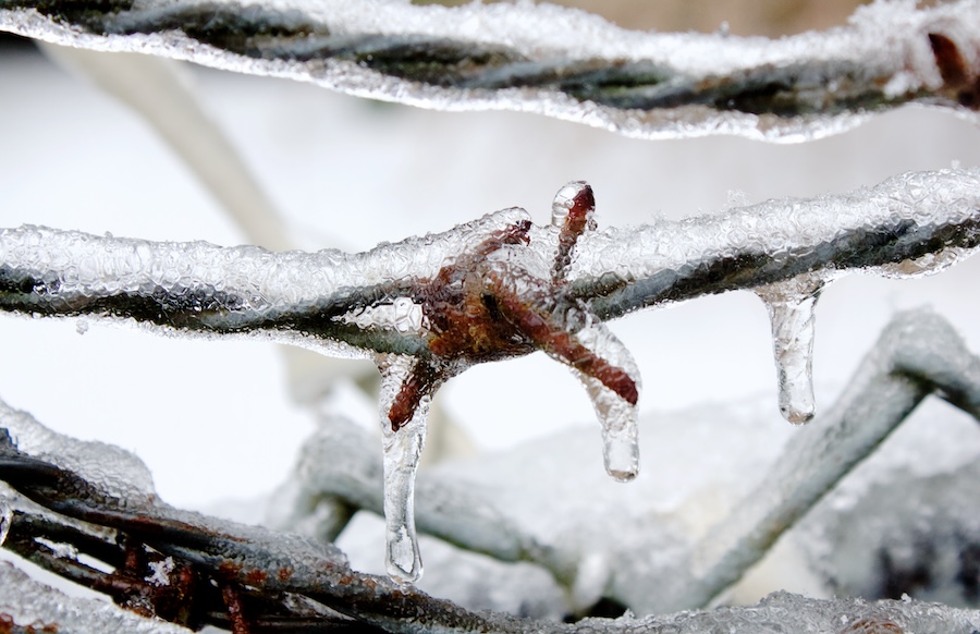 Cover your plants and protect your pipes. A freeze warning has been ...